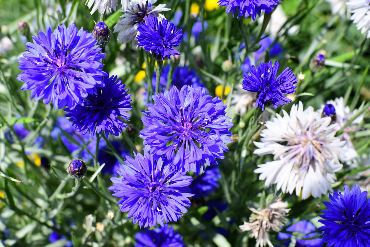 1000 Tall Blue BACHELOR'S BUTTON / CORNFLOWER Centaurea Cyanus Flower Seeds