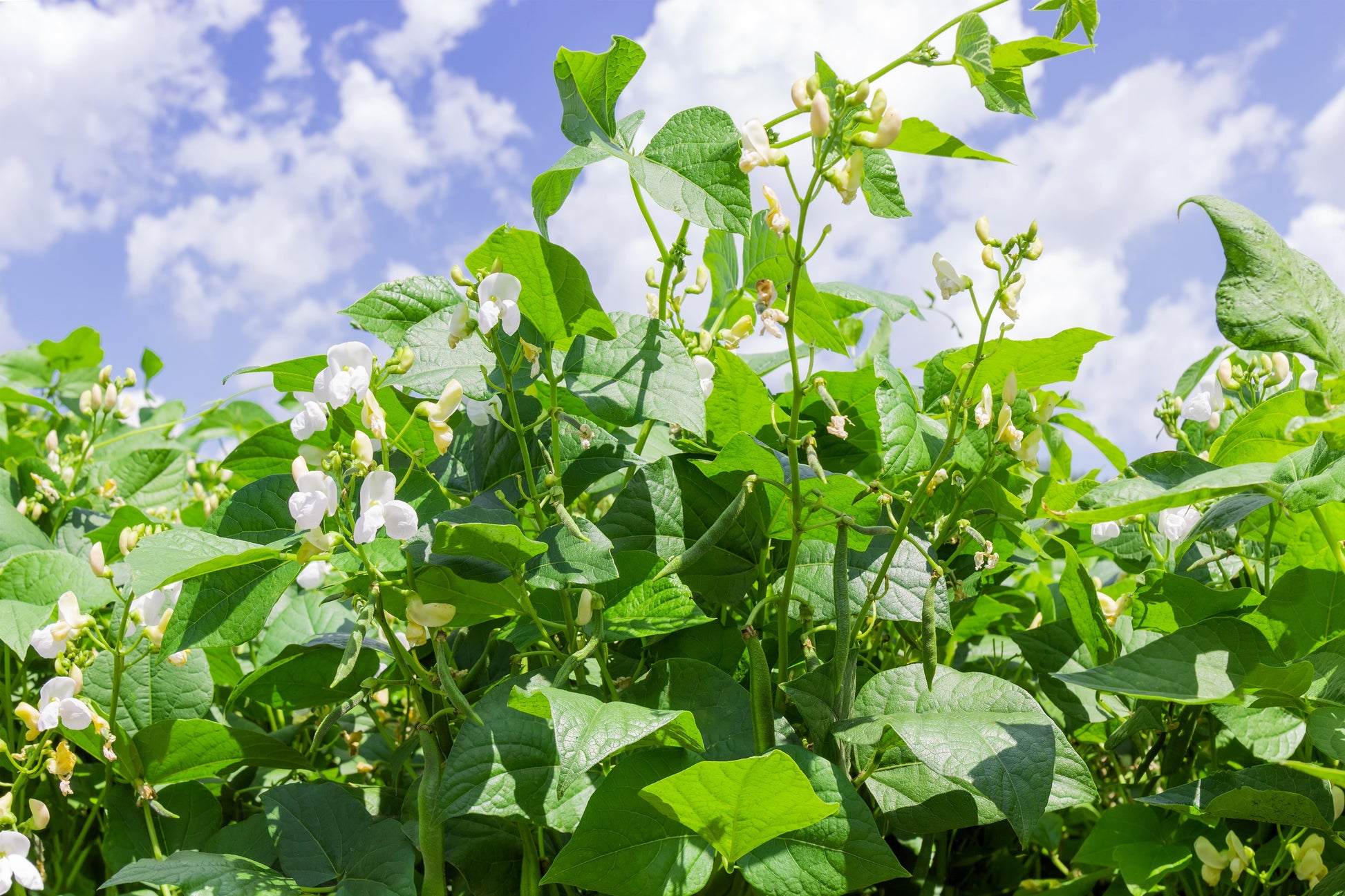 planting kidney bean seeds 30 Red KIDNEY BEAN Phaseolus Vulgaris Vegetable Seeds – Seedville USA