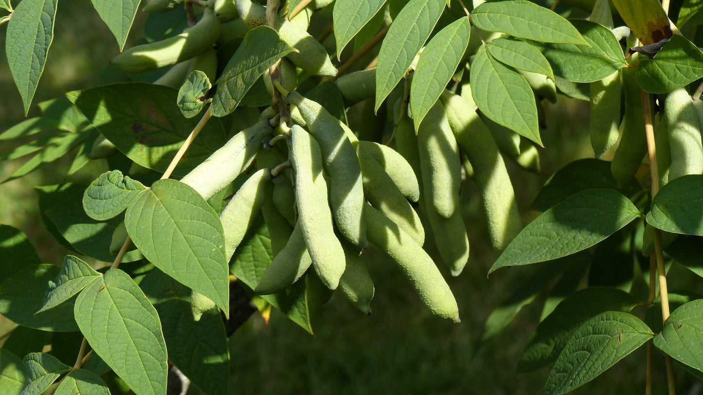7 BLUE SAUSAGE FRUIT Edible & Ornamental Decaisnea Fargesii Tree Shrub Seeds
