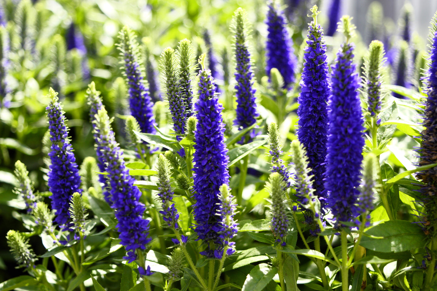 200 BLUE BOUQUET VERONICA Spicata Spike Speedwell Herb Flower Seeds