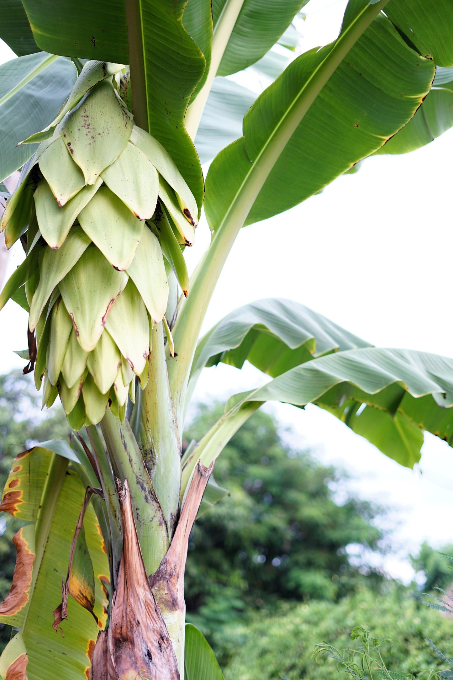 5 SNOW BANANA Musa Ensete Glaucum Nepalensis Hardy Tree Houseplant Seeds