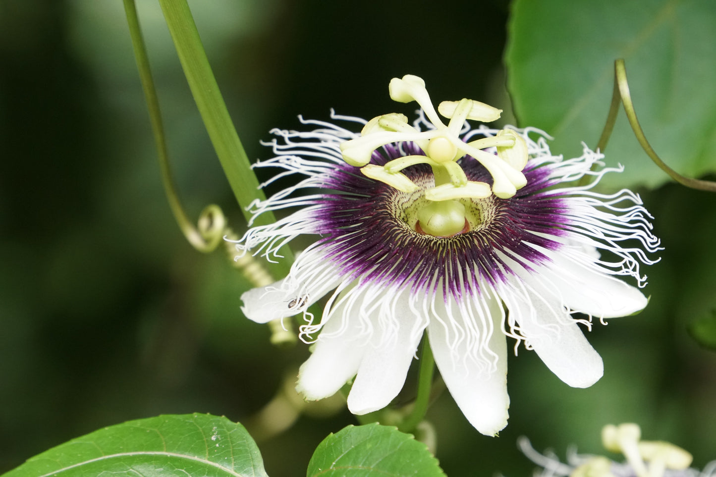 10 YELLOW PASSION FRUIT Vine Passiflora Edulis Flavicarpa Golden Passionfruit Purple & White Flower Seeds