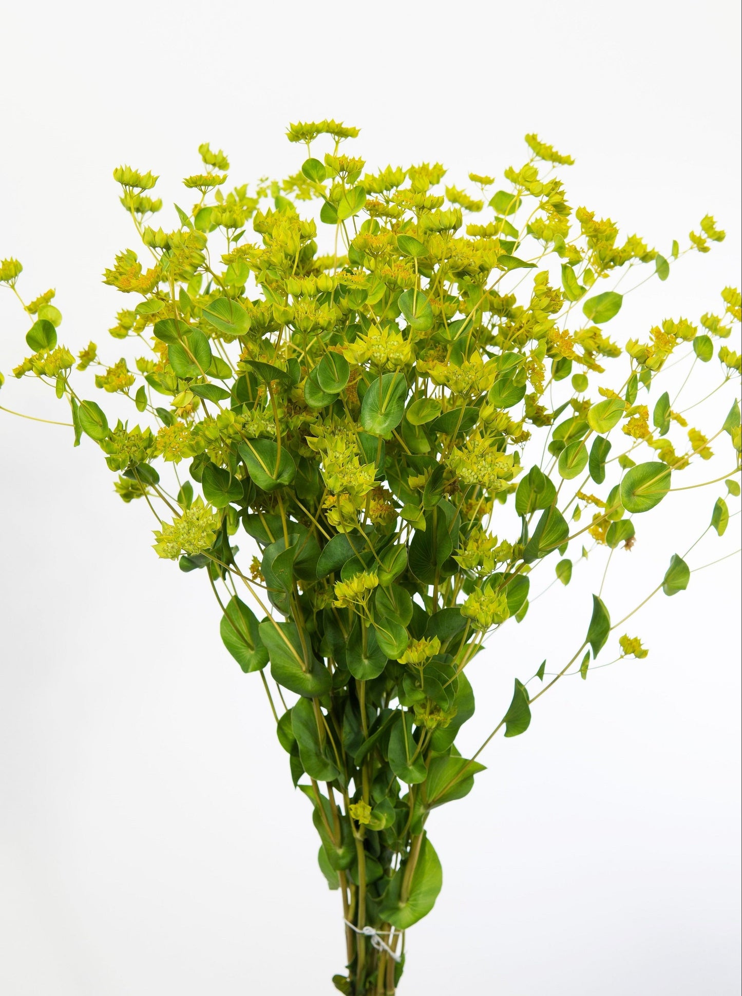 100 GREEN GOLD BUPLEURUM Griffithii Rotundifolium Hares Ear Thoroughwax Flower Seeds