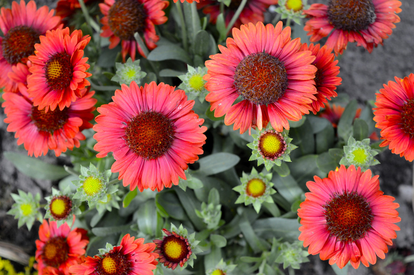 50 BURGUNDY GAILLARDIA Red Indian Blanket Flower Seeds