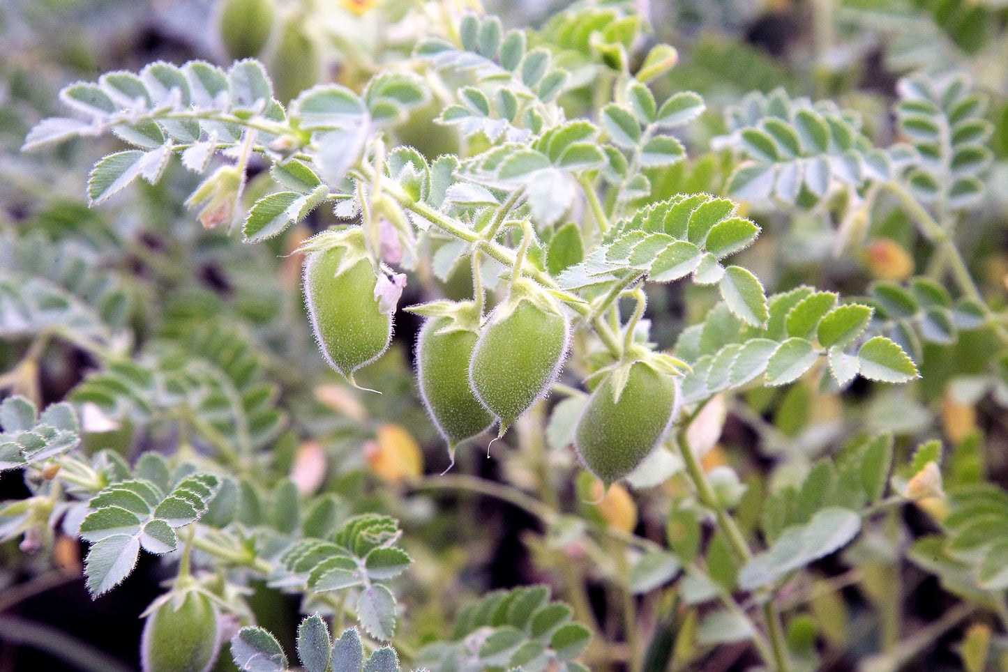 100 BLACK LENTIL Bush Lens Culinaris Vegetable Legume Sprouts Seeds