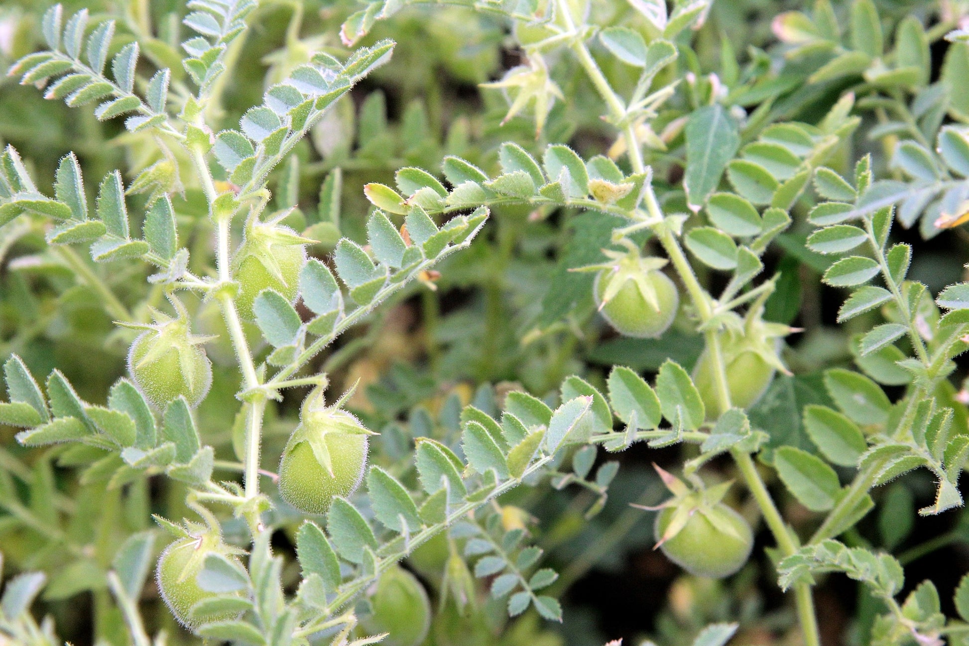 lentil seed plant 100 BLACK LENTIL Bush Lens Culinaris Vegetable Legume Sprouts Seeds