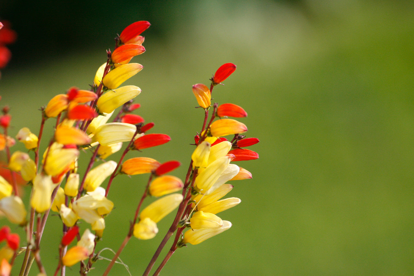 10 FIRECRACKER VINE Flower Mina Lobata Exotic Love Spanish Flag Ipomoea Seeds