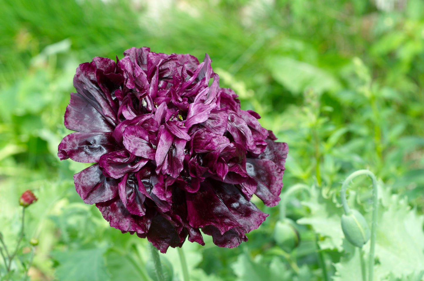 250 BLACK PEONY POPPY Papaver Peoniflorum Flower Seeds