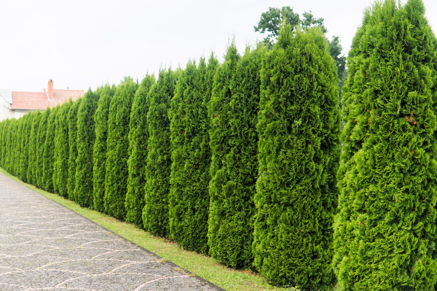 25 THUJA TREE Cedar Thuja Occidentalis Conifer Seeds