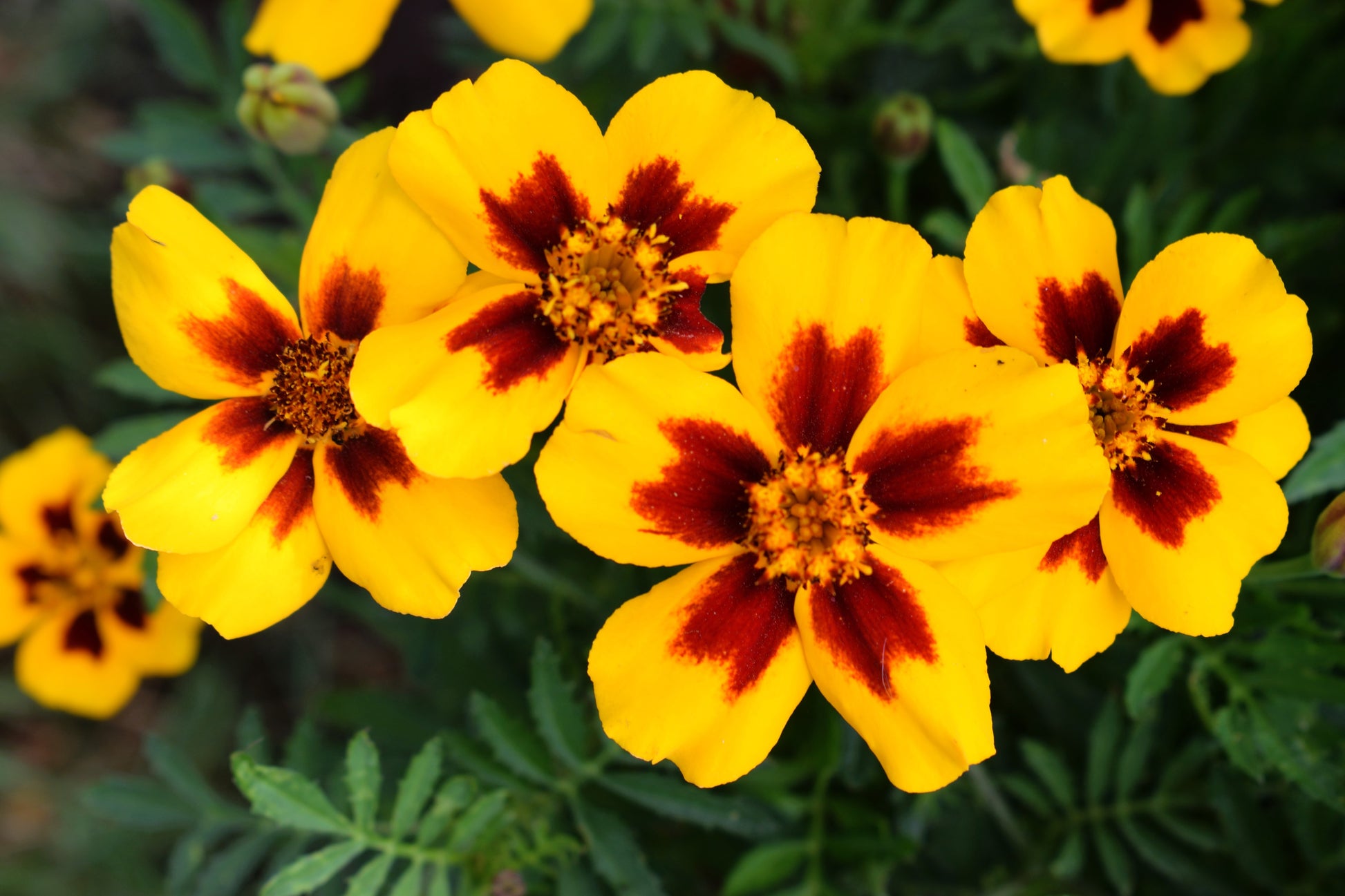 bulk french marigold seeds 400 Dainty MARIETTA FRENCH MARIGOLD Dwarf Tagetes Patula Red & Yellow – Seedville USA
