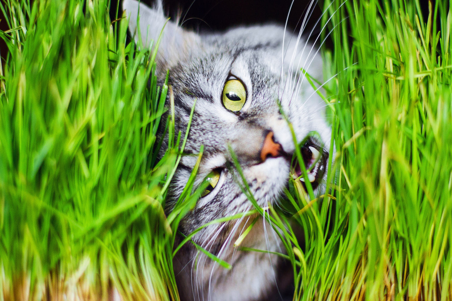 500 Organic CAT GRASS WHEAT Grass Pet Grass Wheatgrass Catgrass Triticum Aestivum Seeds