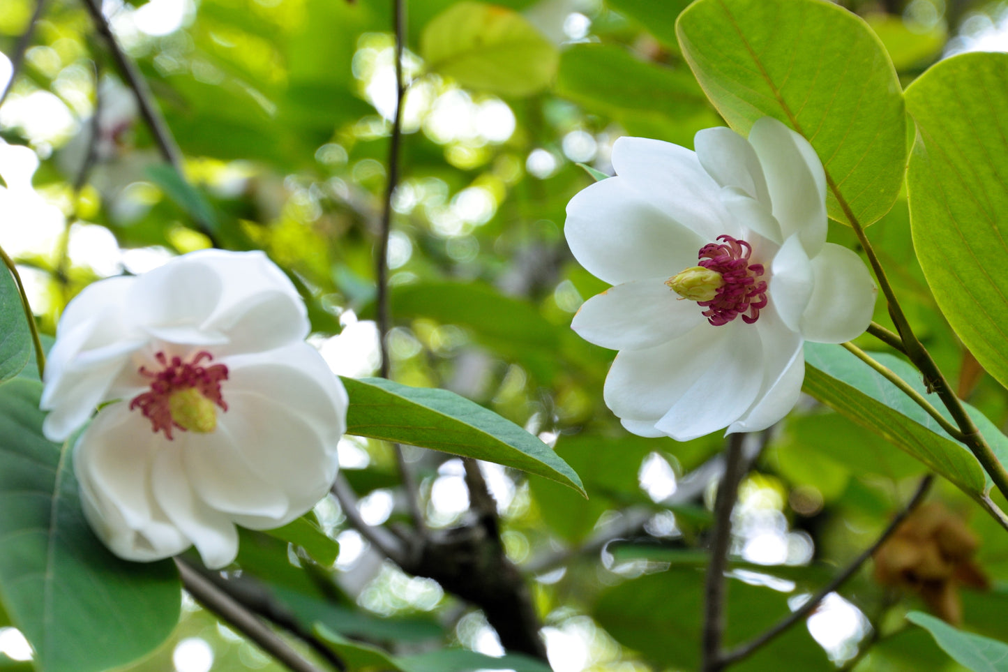 10 OYAMA MAGNOLIA TREE White Pink Flower Pink Pod Sieboldii Siebolds Shrub Seeds