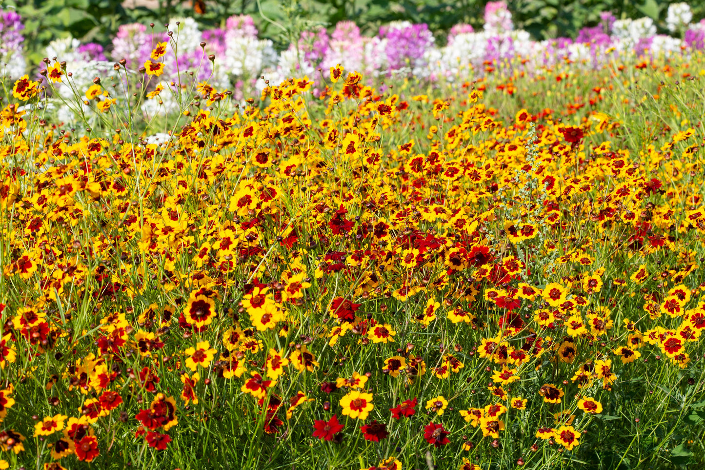 1000 GOLDEN WAVE COREOPSIS (Goldenmane Tickseed) Coreopsis Basalis Flower Seeds