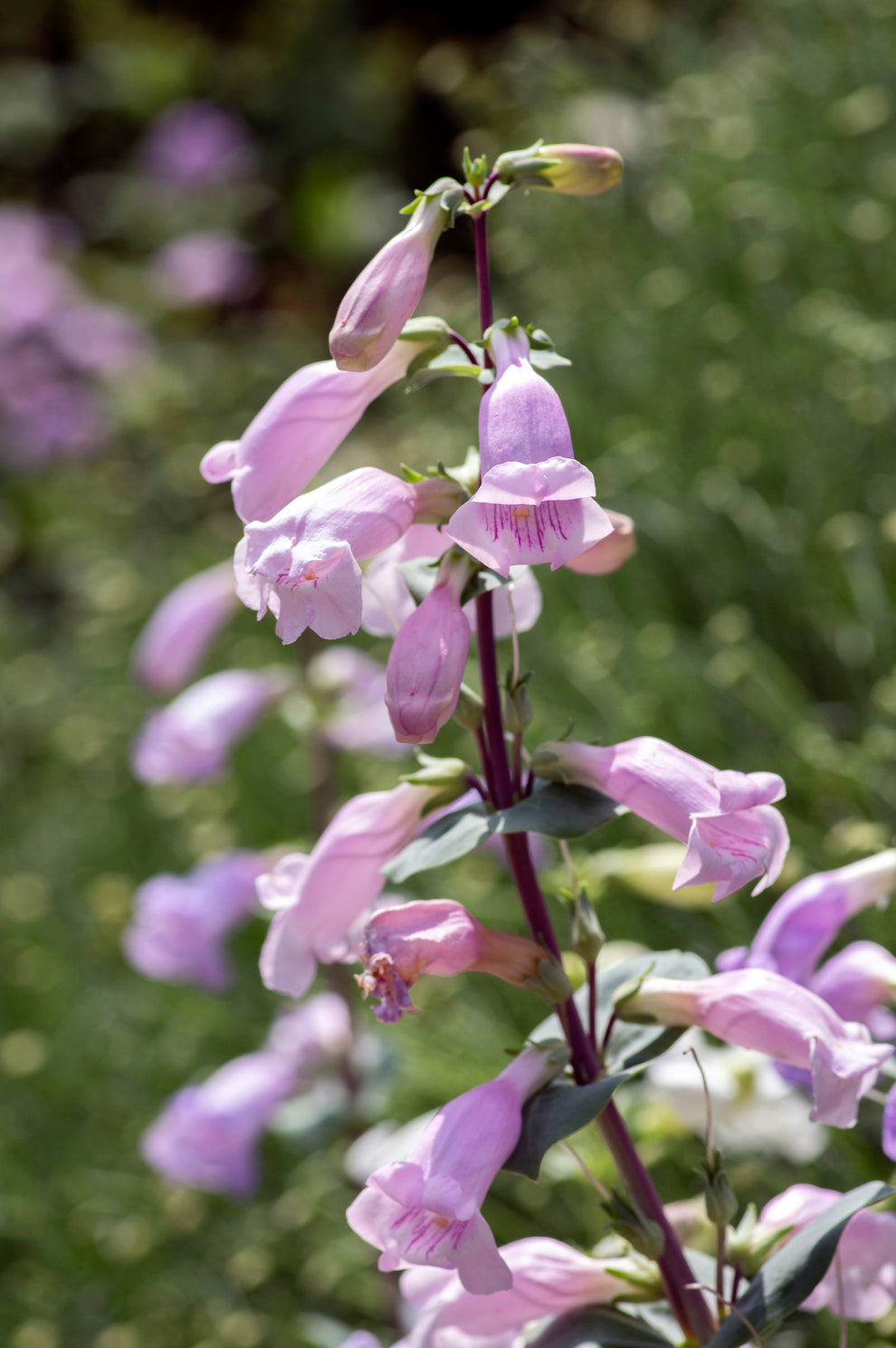 250 LARGE FLOWERED BEARDTONGUE Penstemon Grandiflorus Native Pink Purp ...