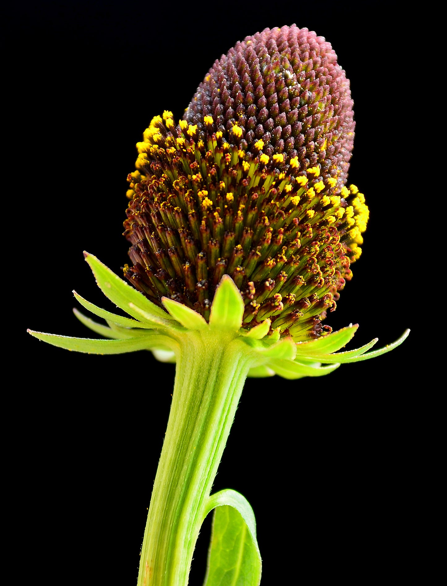 30 WESTERN CONEFLOWER Rudbeckia Occidentalis Green Wizard aka Rayless Naked Chocolate Black Flower Herb Seeds