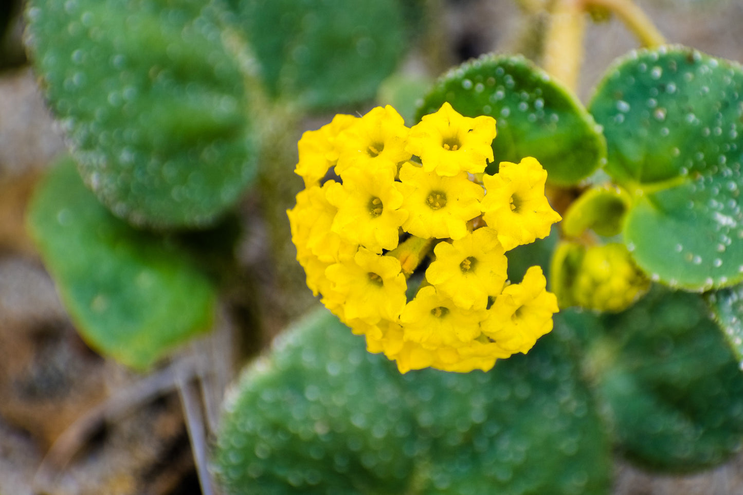 20 YELLOW SAND VERBENA Coastal Abronia Latifolia Arenaria Flower Seeds