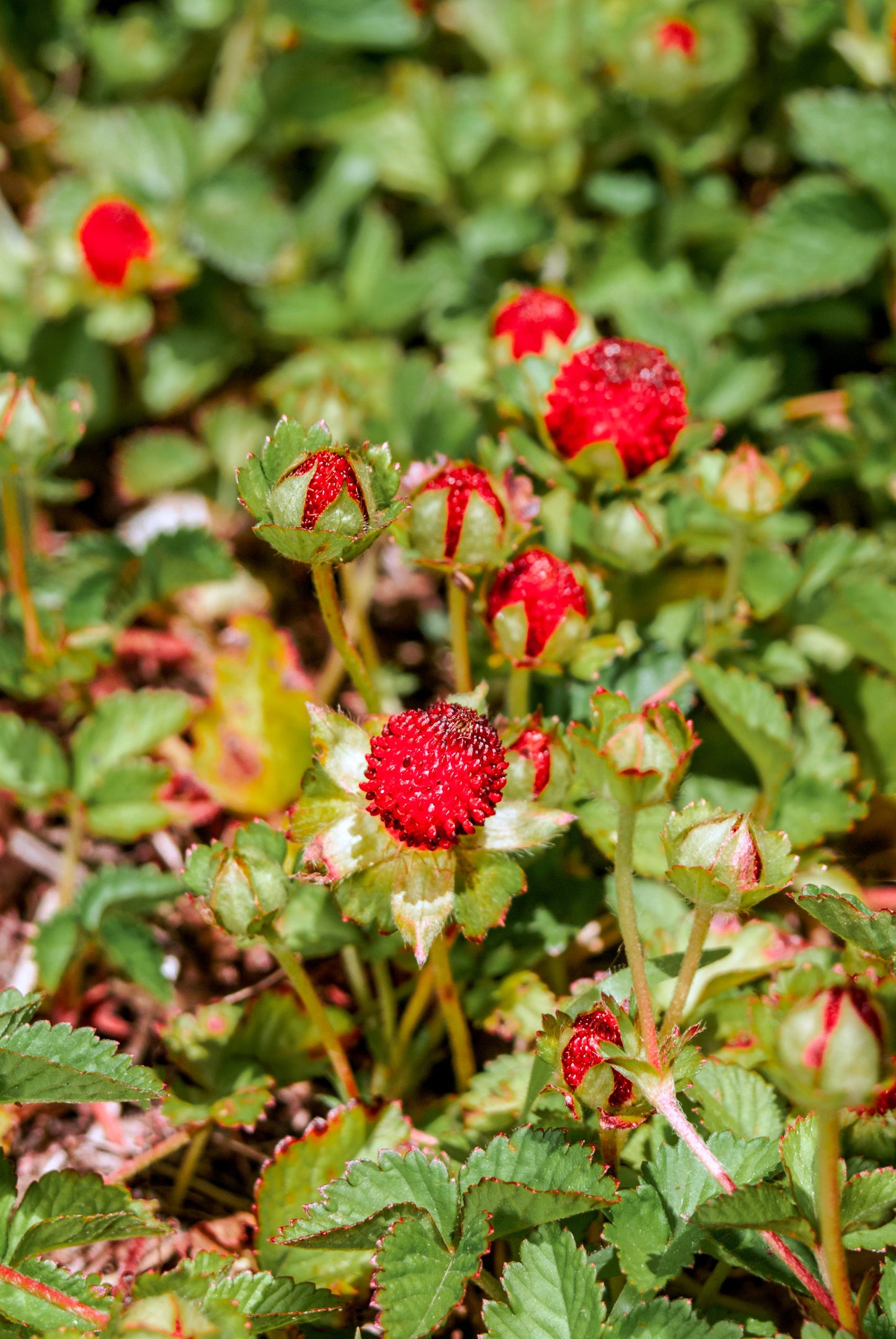 50 Edible Red MOCK STRAWBERRY Potentilla Indica Duchesnea Fruit Berry Seeds