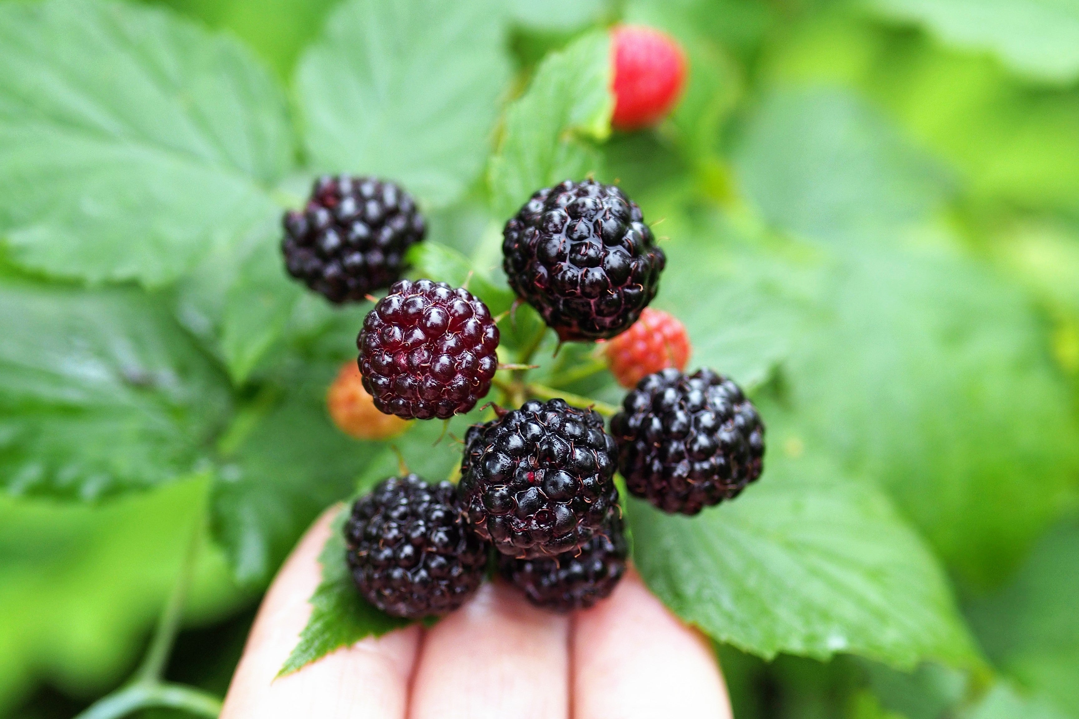 Black Raspberries Tree