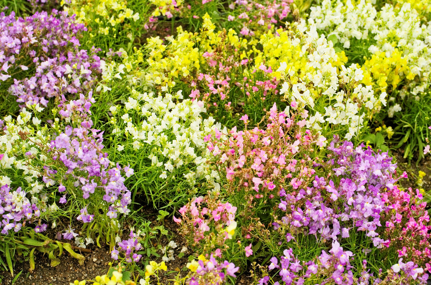 2000 BABY SNAPDRAGON Toadflax Linaria Maroccana Flower Seeds