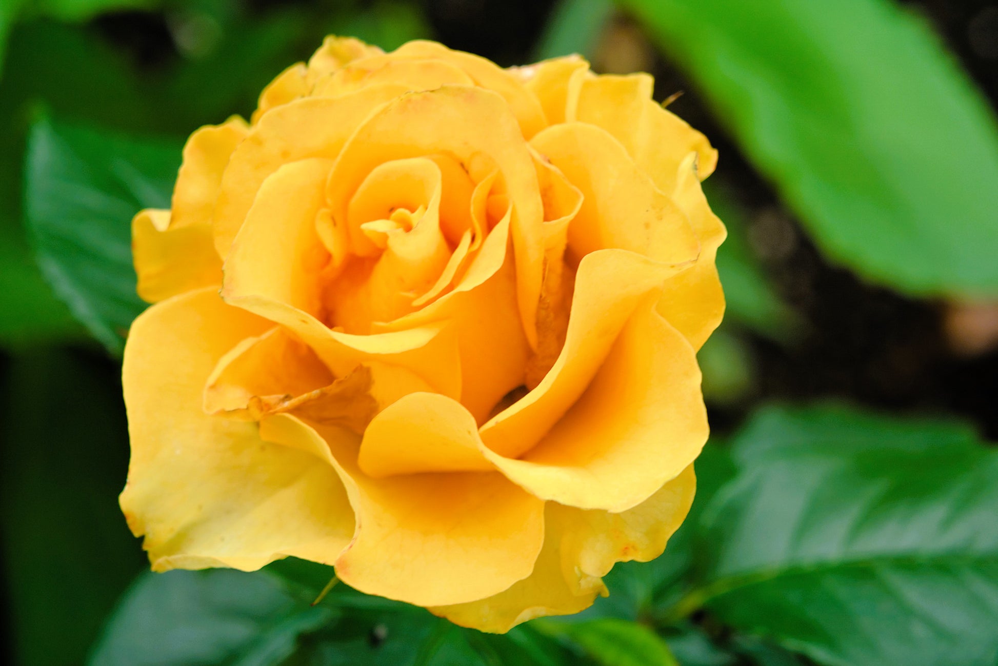 yellow rose seeds for sale 5 YELLOW ROSE Rosa Bush Shrub Perennial Flower Seeds