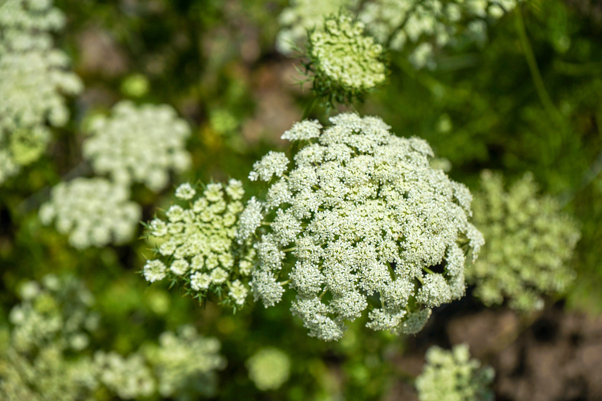 300 LUNAR WHITE CARROT Daucus Carota Vegetable Seeds