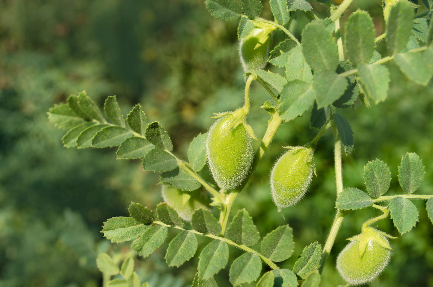 15 CHICK PEA / Garbanzo BEAN Chickpea Cicer Arientum Vegetable Seeds