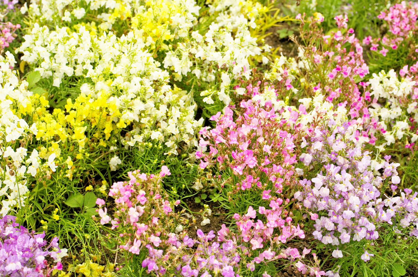2000 BABY SNAPDRAGON Toadflax Linaria Maroccana Flower Seeds