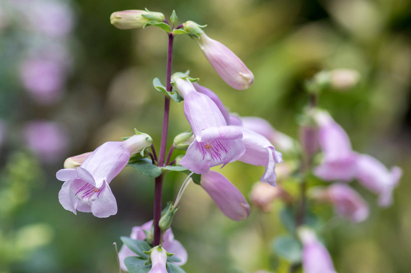 Native Penstemon 250 LARGE FLOWERED BEARDTONGUE Penstemon Grandiflorus Native Pink Purp ...