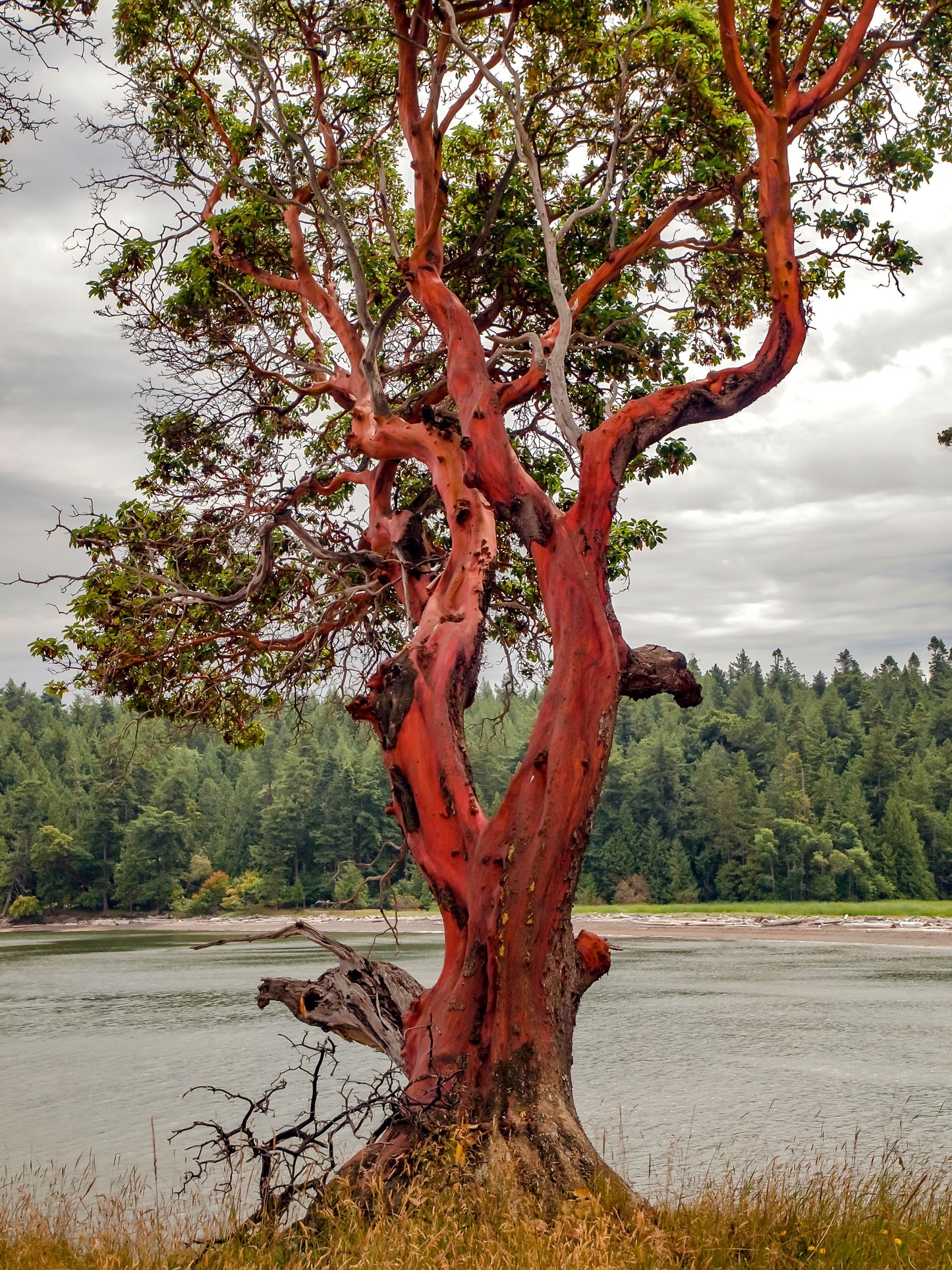 10 PACIFIC MADRONE TREE Bearberry Red Arbutus Menziesii Oregon Laurel Seeds