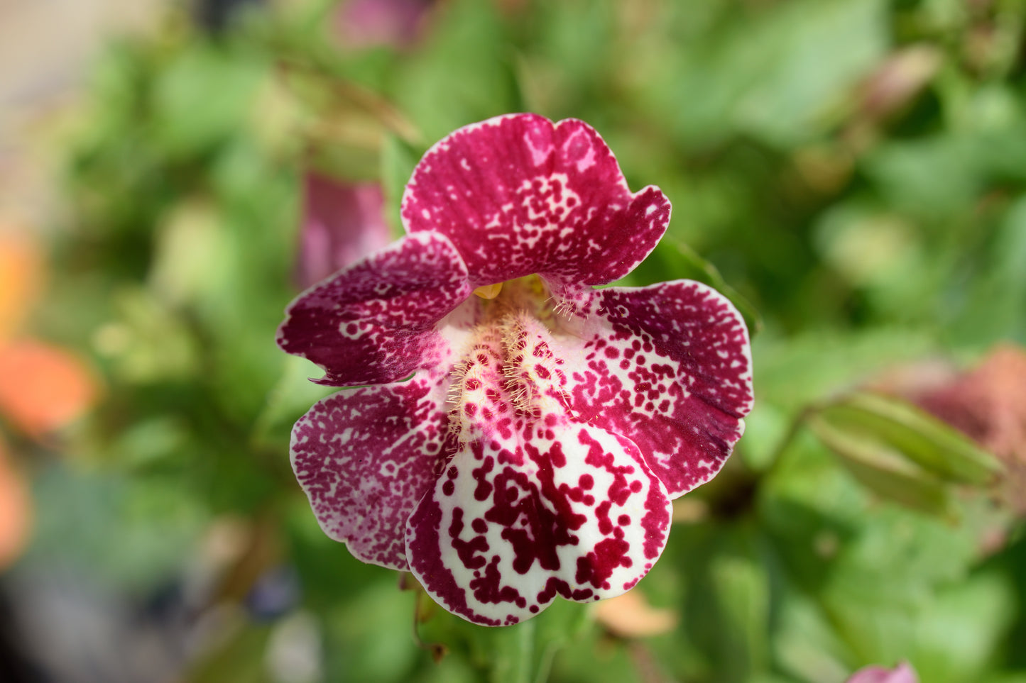 250 TIGER MONKEY Mixed Colors Mimulus Tigrinus Flower Seeds