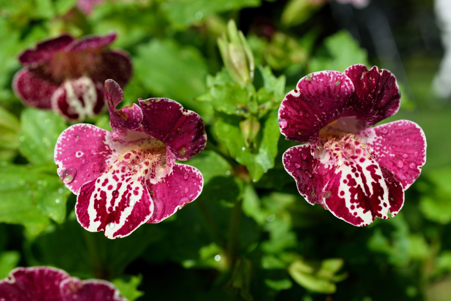 250 TIGER MONKEY Mixed Colors Mimulus Tigrinus Flower Seeds