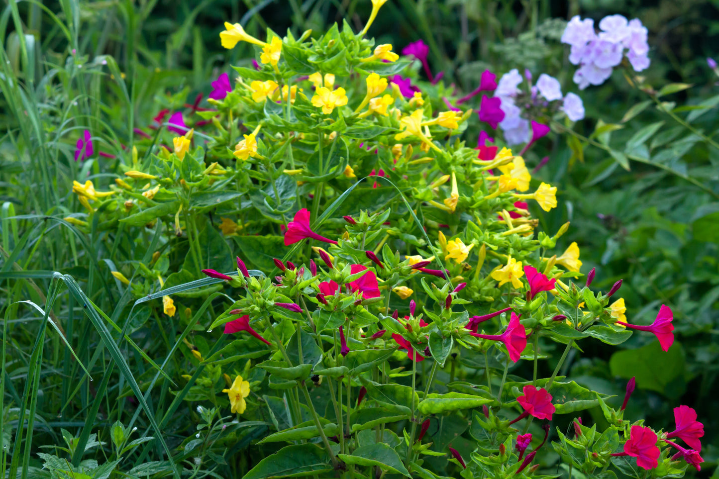 75 MIXED FOUR O CLOCK aka Marvel of Peru Mirabilis Jalapa Flower Seeds