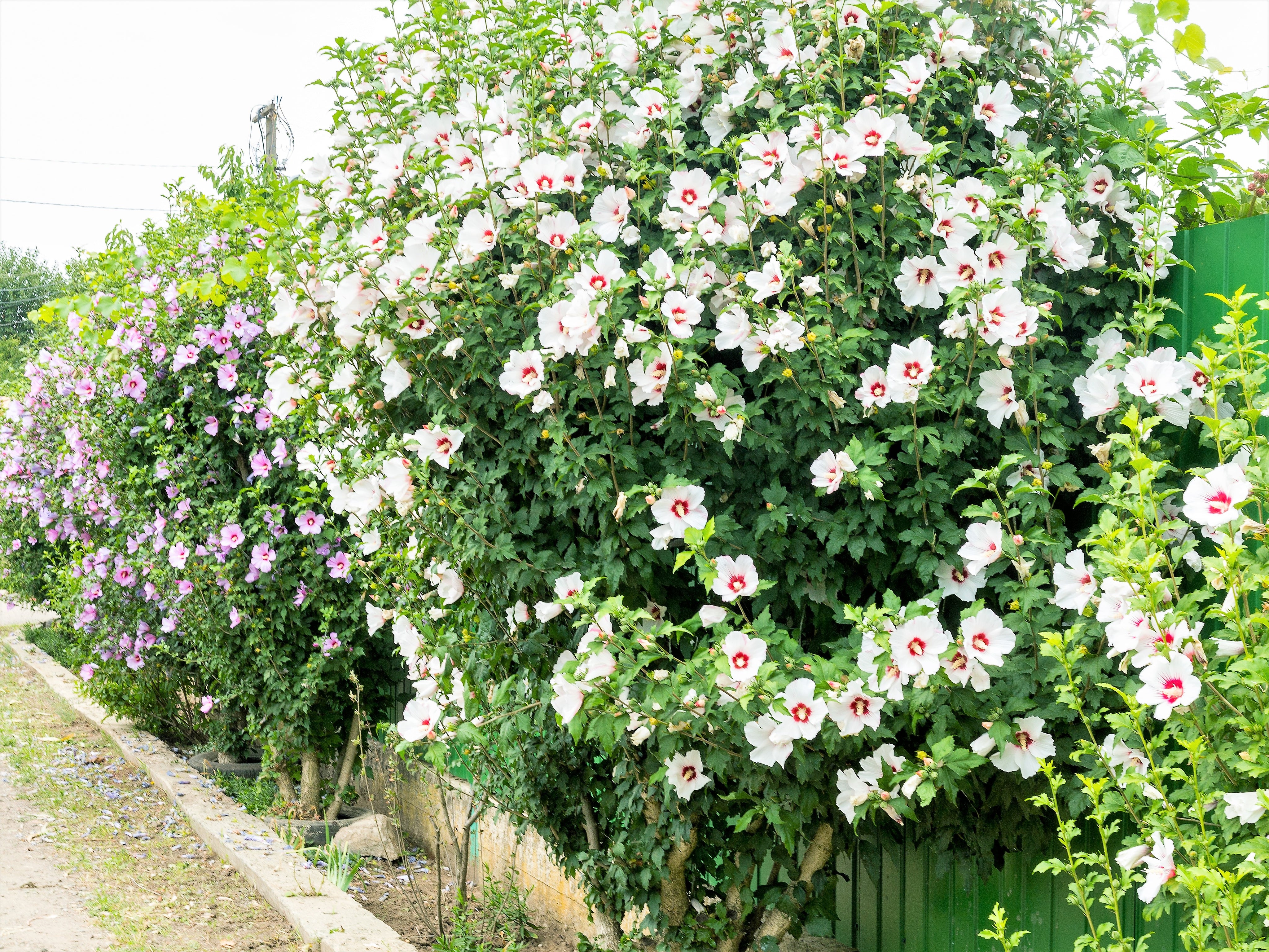 50 Mixed Colors ROSE Of SHARON HIBISCUS Syriacus Flower Tree Bush Seed ...