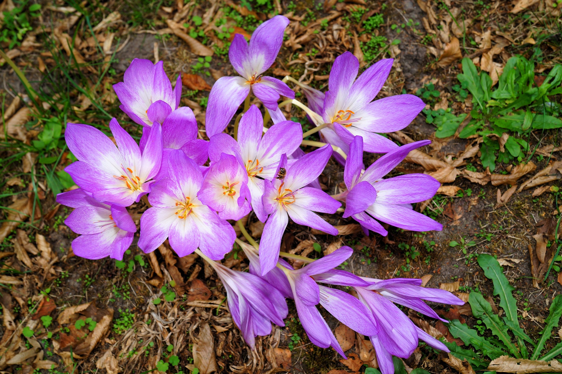 saffron flower seeds price 10 AUTUMN CROCUS Colchicum Autumnale Meadow Saffron Flower Seeds