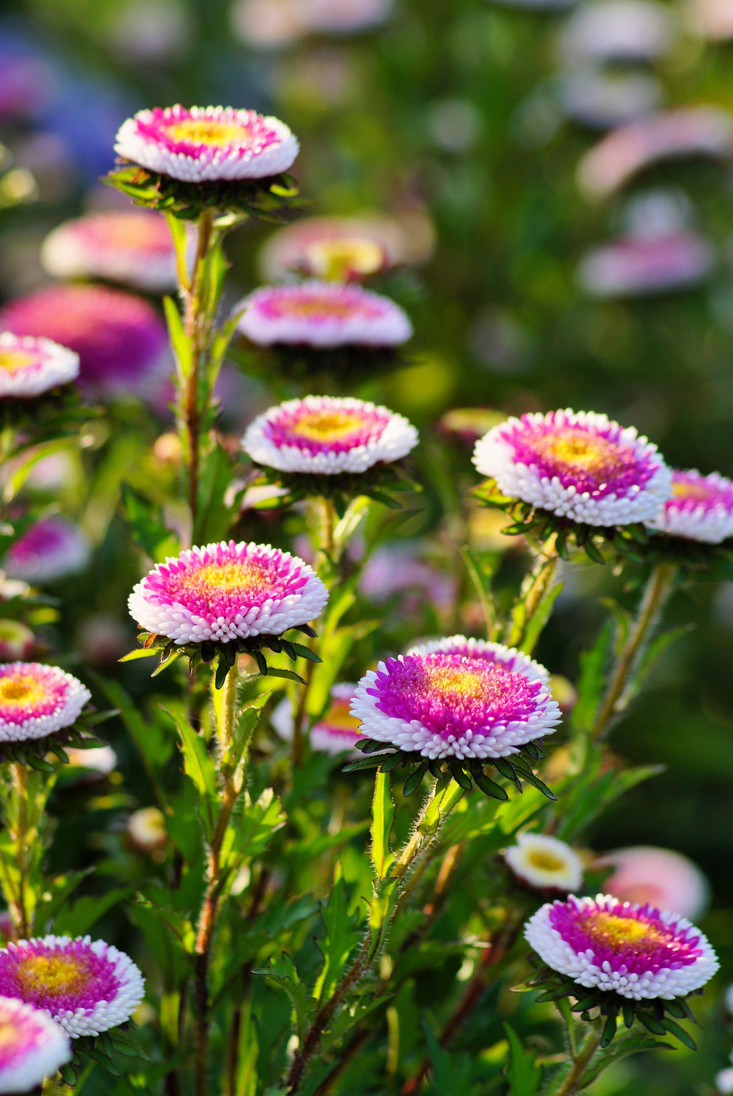 50 HI No MARU ASTER Double Red & White Callistephus Pompon Flower Seeds