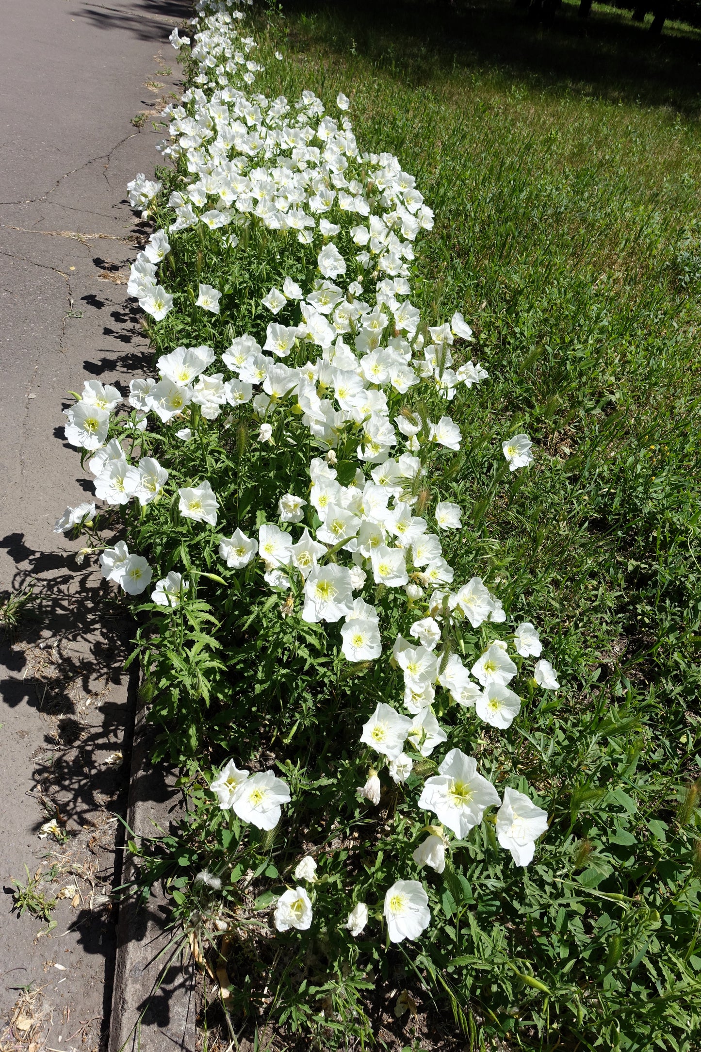 250 WHITE Pale EVENING PRIMROSE (White Buttercup / Sundrops) Oenothera Pallida Flower Seeds