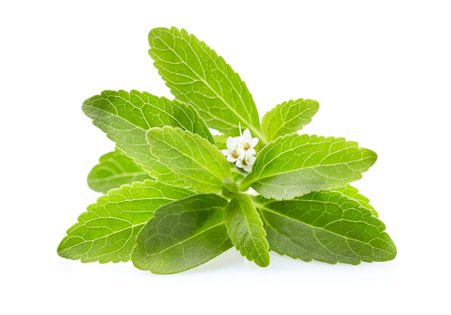 50 STEVIA ( Sweetleaf / Sweet Leaf / Sugarleaf ) Stevia Rebaudiana Sugar Flower Herb Seeds