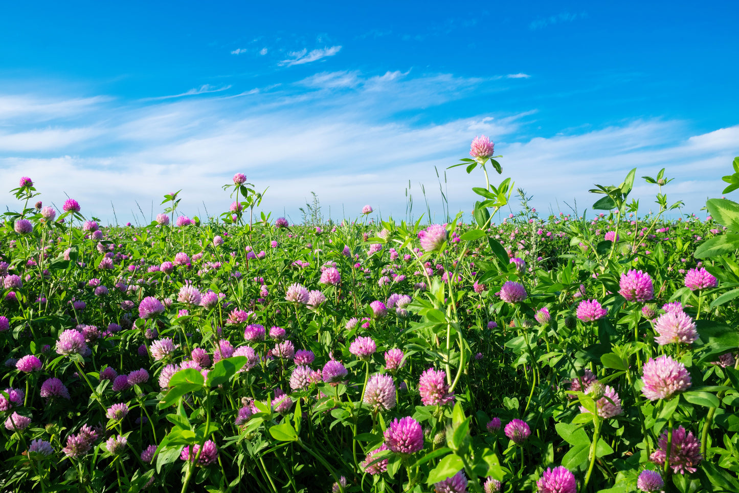 1500 RED CLOVER Monarchs Trifolium Pratense Rose Mauve Flower Ground Cover Seeds