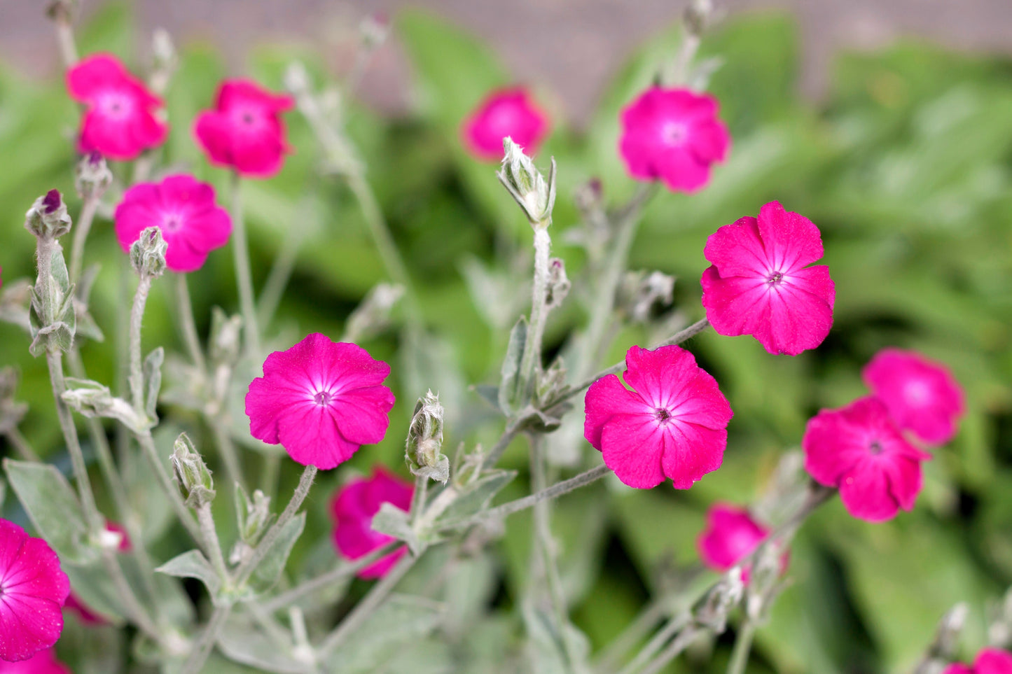 200 Organic ROSE CAMPION Magenta Silver Catchfly Lychnis Silene Coronaria Flower Seeds