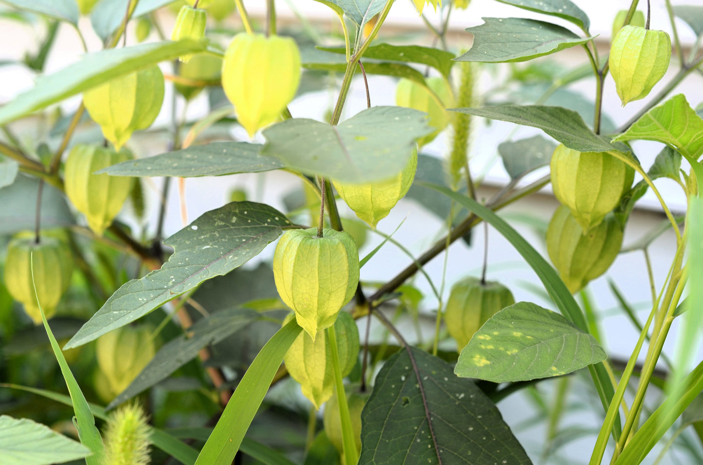 200 GRANDE Rio VERDE TOMATILLO Green Physalis Ixocarpa Vegetable Seeds