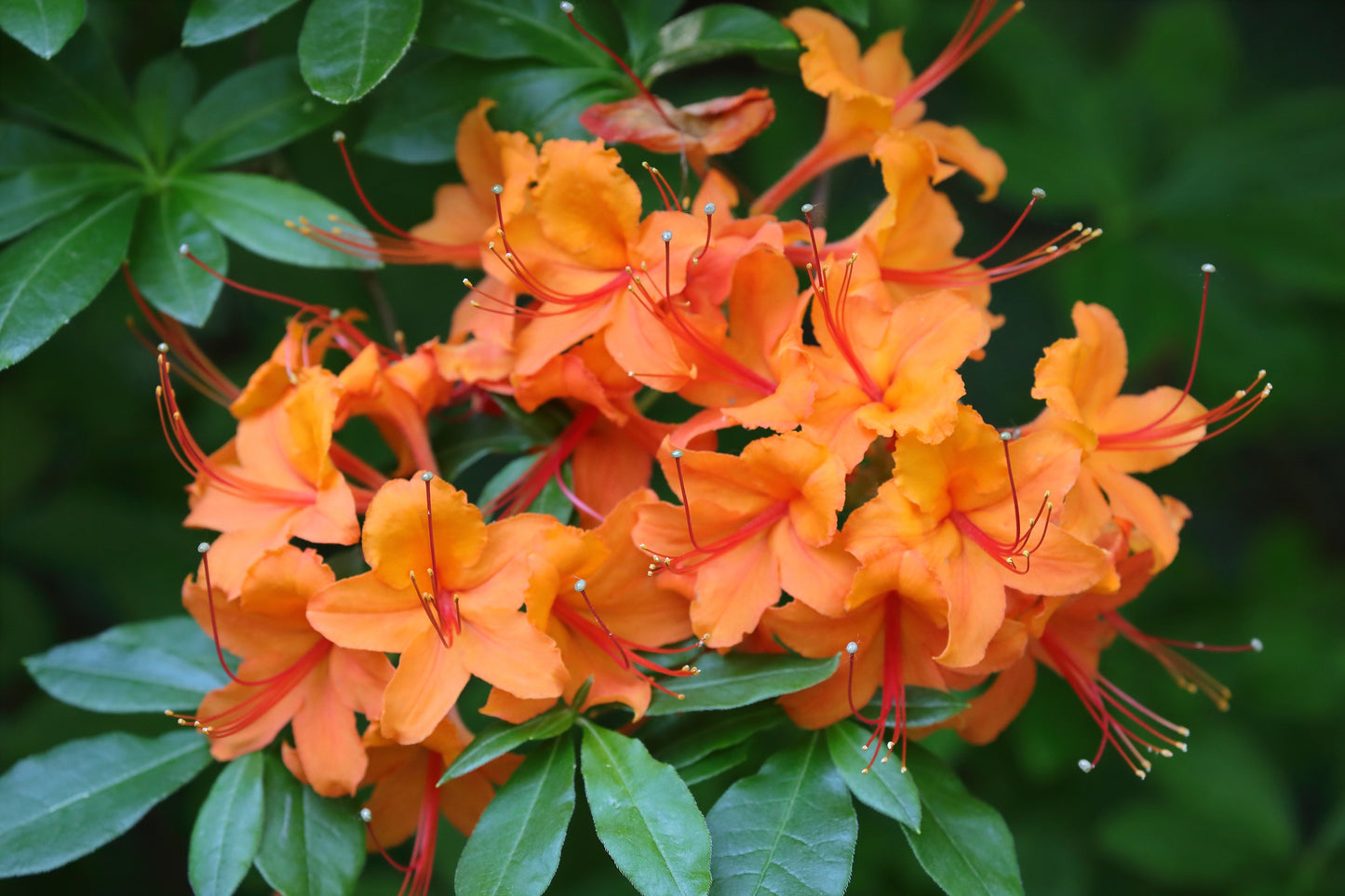 30 Orange FLAME AZALEA Rhododendron Calendulaceum Bush Shrub Flower Seeds