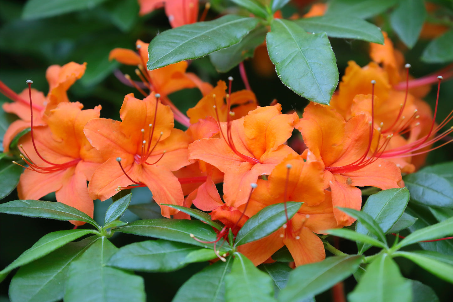 30 Orange FLAME AZALEA Rhododendron Calendulaceum Bush Shrub Flower Seeds