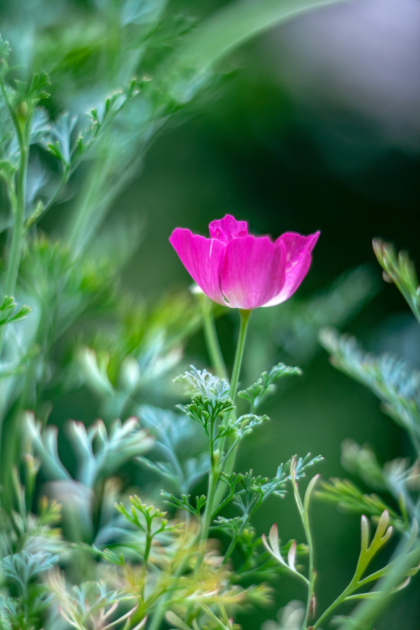 100 PURPLE Gleam CALIFORNIA POPPY Eschscholzia Californica Flower Seeds