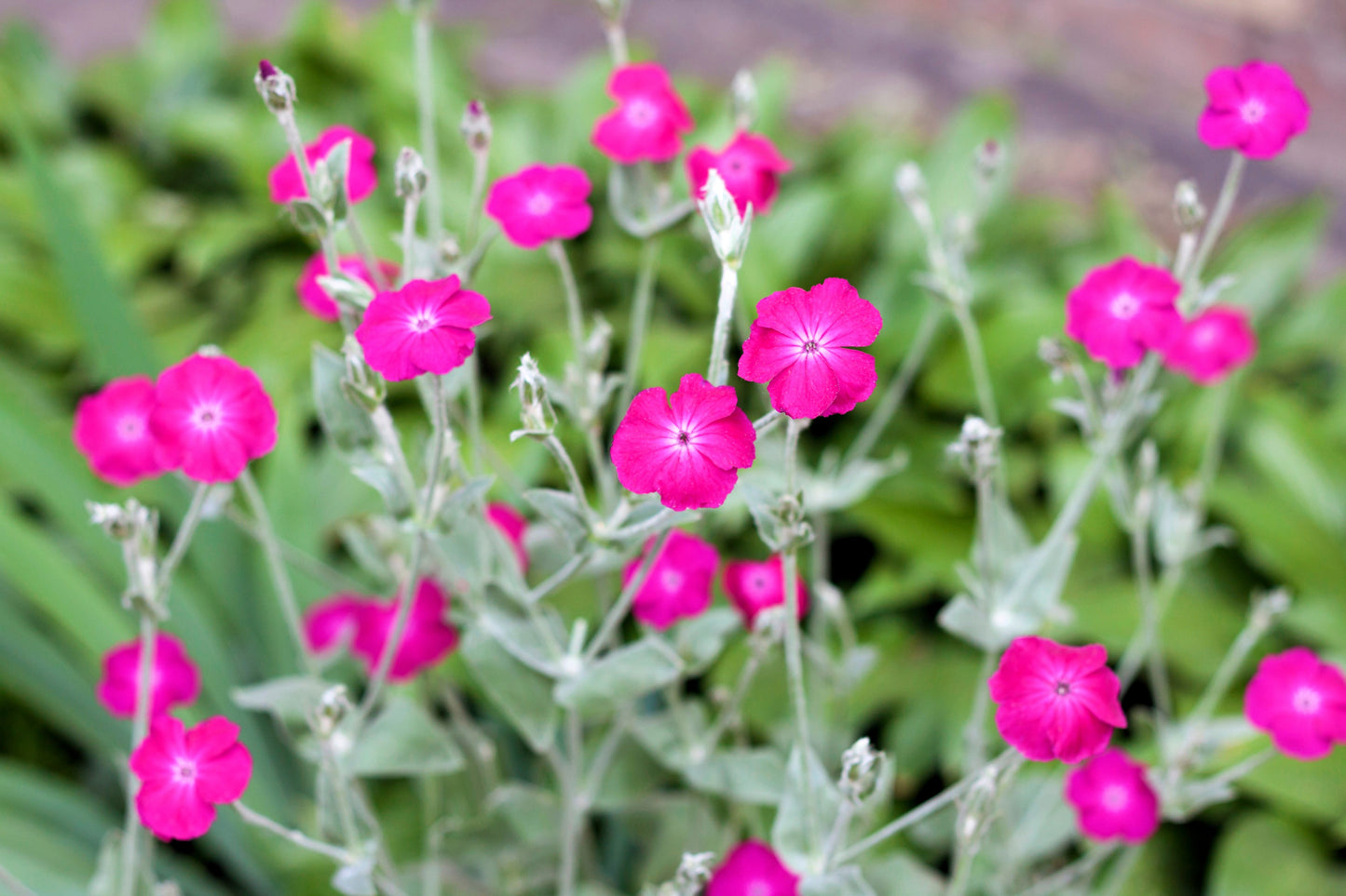 200 Organic ROSE CAMPION Magenta Silver Catchfly Lychnis Silene Coronaria Flower Seeds