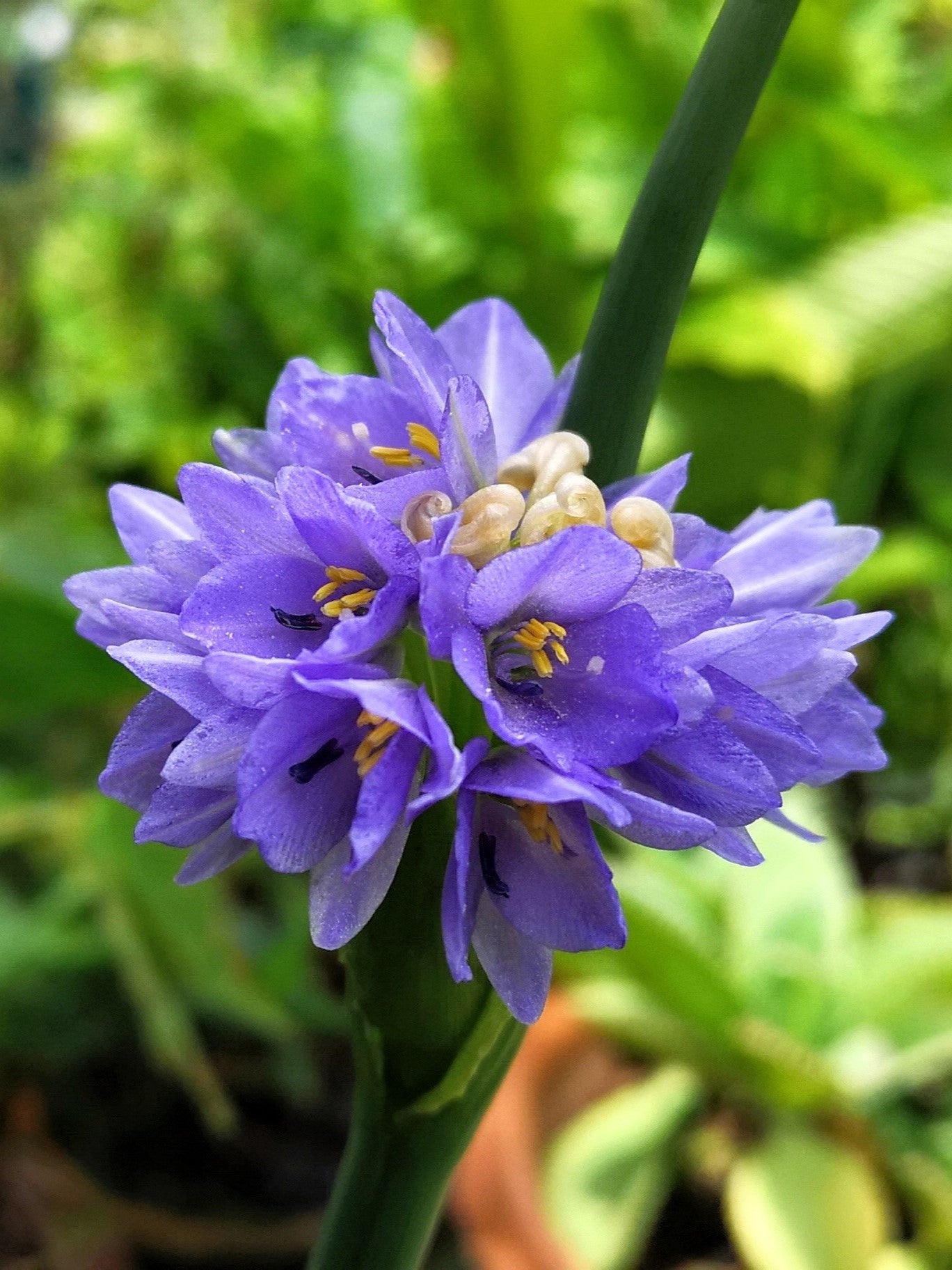 30 WILD BLUE HYACINTH Dichelostemma Blue Dicks Purplehead Brodiaea Brodiea Native Hummingbird Flower Seeds