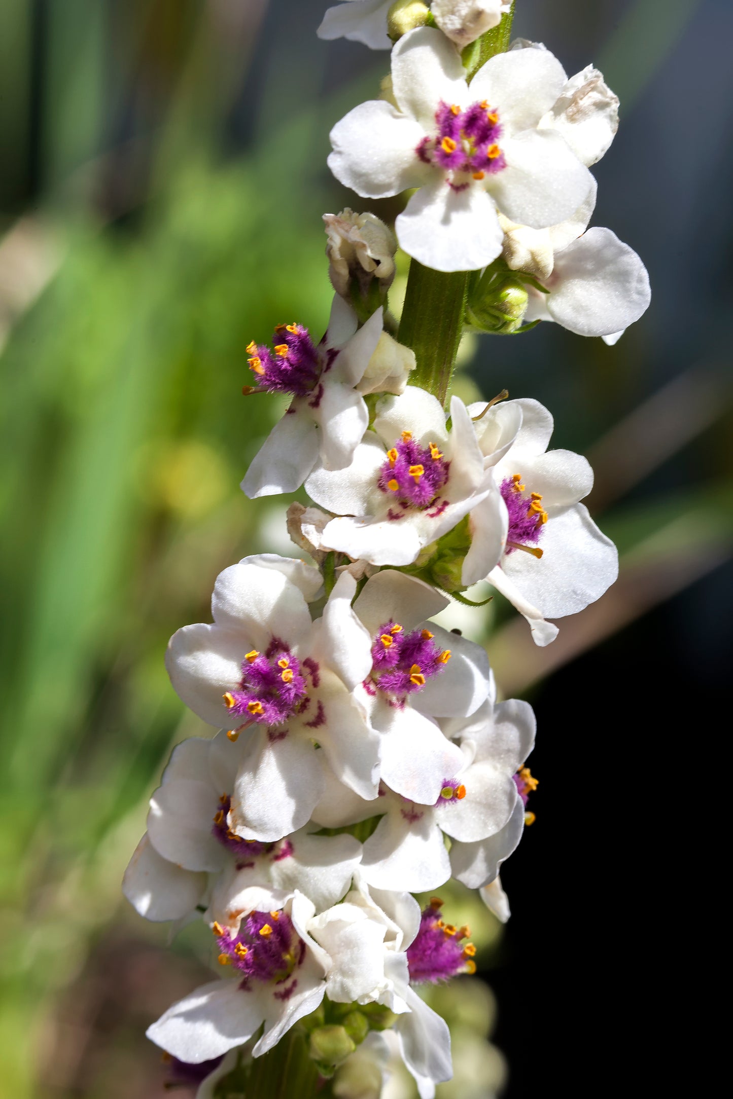 100 WHITE BLUSH VERBASCUM Blattaria Albiflorum Moth Mullein Flower Seeds