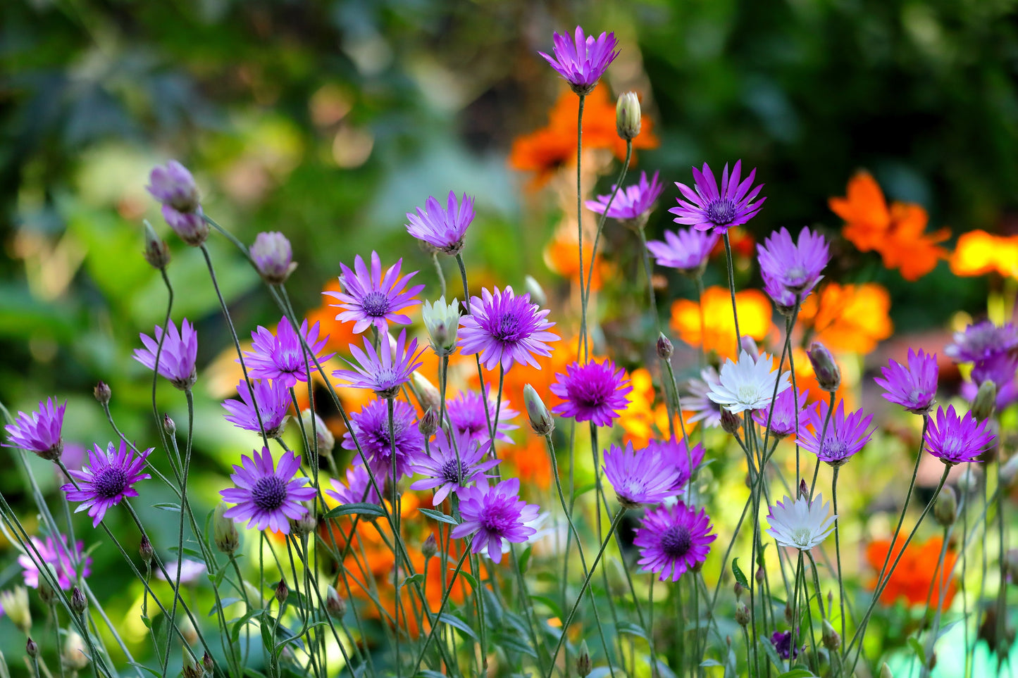 300 IMMORTELLE IMMORTAL MIX Xeranthemum Paper Daisy Everlasting Flower Seeds