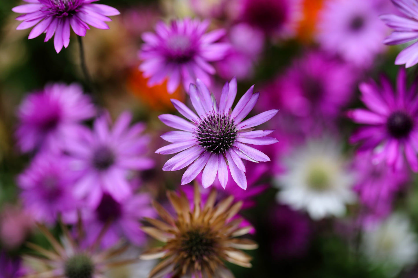 300 IMMORTELLE IMMORTAL MIX Xeranthemum Paper Daisy Everlasting Flower Seeds