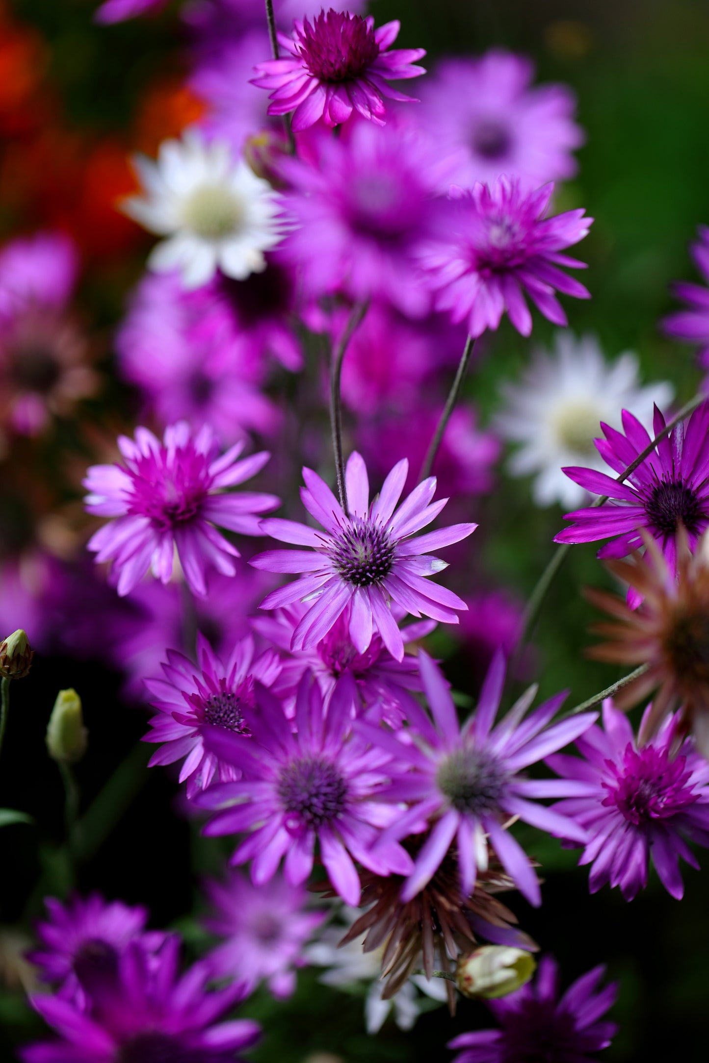 300 IMMORTELLE IMMORTAL MIX Xeranthemum Paper Daisy Everlasting Flower Seeds