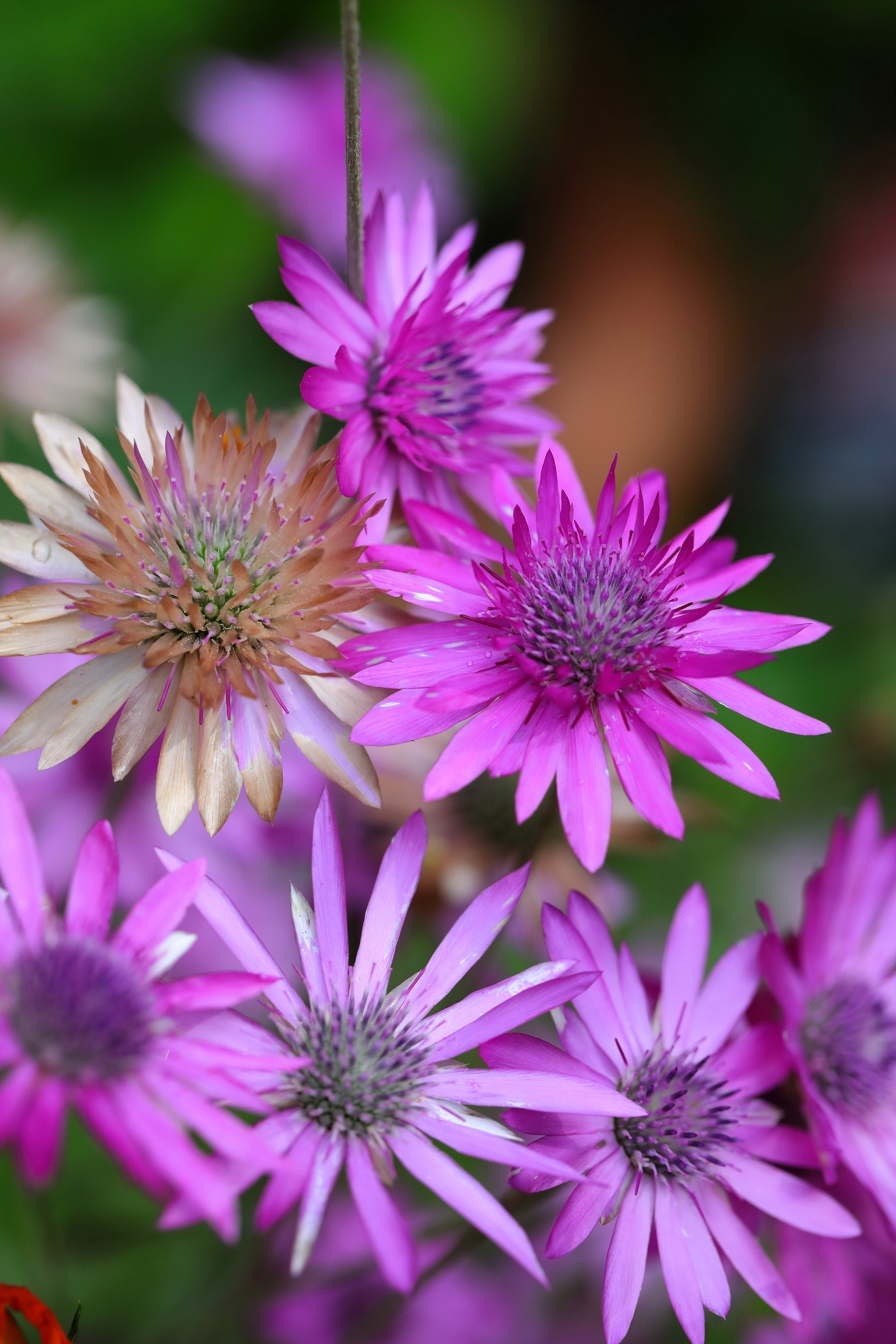immortelle flower seeds 300 IMMORTELLE IMMORTAL MIX Xeranthemum Paper Daisy Everlasting Flower Seeds